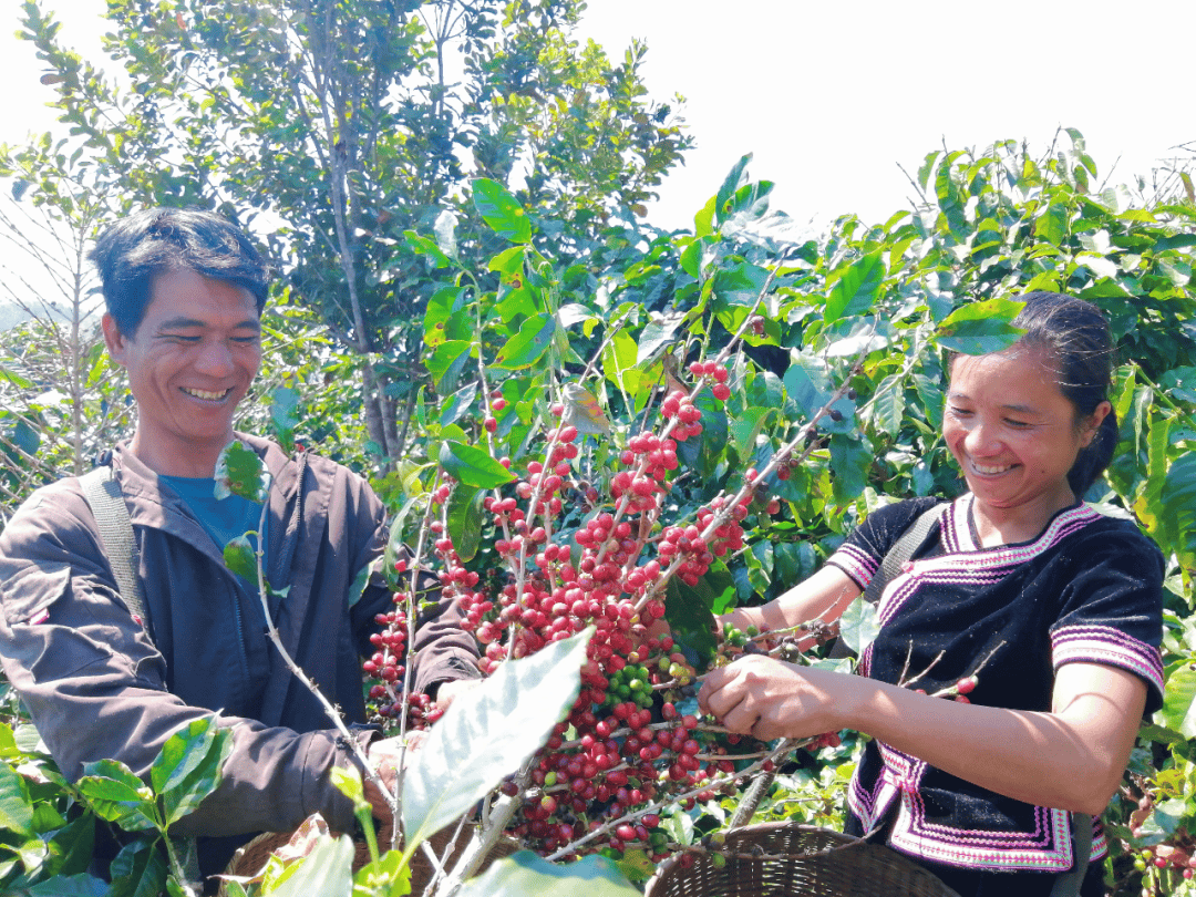 咖啡10杯有7杯是精品!不朽情缘平台云南小城产(图8) 咖啡10杯有7杯是精品!不朽情缘平台云南小城产(图8)