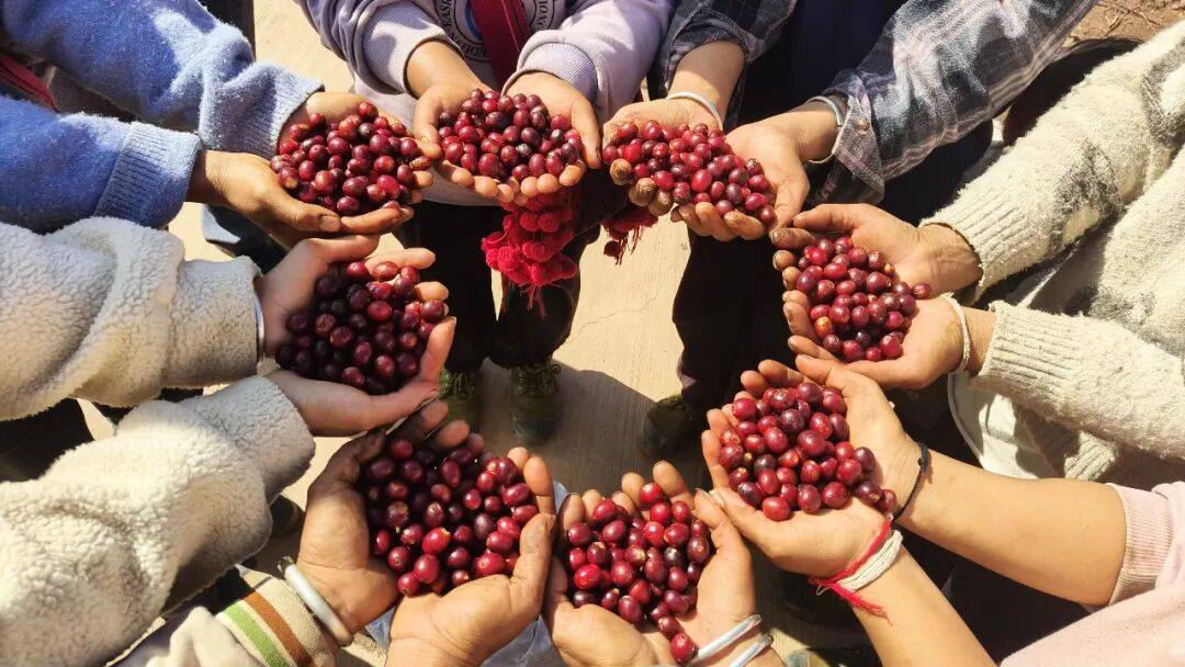 咖啡10杯有7杯是精品!不朽情缘平台云南小城产(图9) 咖啡10杯有7杯是精品!不朽情缘平台云南小城产(图9)