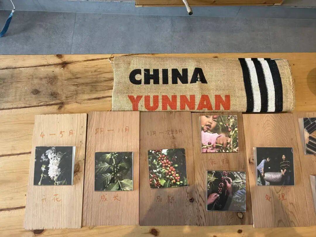 咖啡10杯有7杯是精品!不朽情缘平台云南小城产(图11) 咖啡10杯有7杯是精品!不朽情缘平台云南小城产(图11)