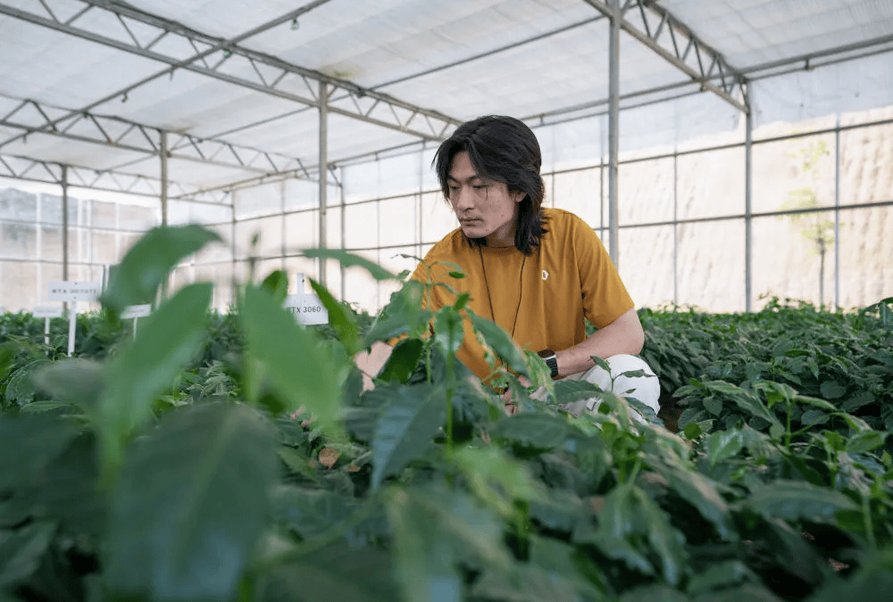 咖啡10杯有7杯是精品!不朽情缘平台云南小城产(图12) 咖啡10杯有7杯是精品!不朽情缘平台云南小城产(图12)