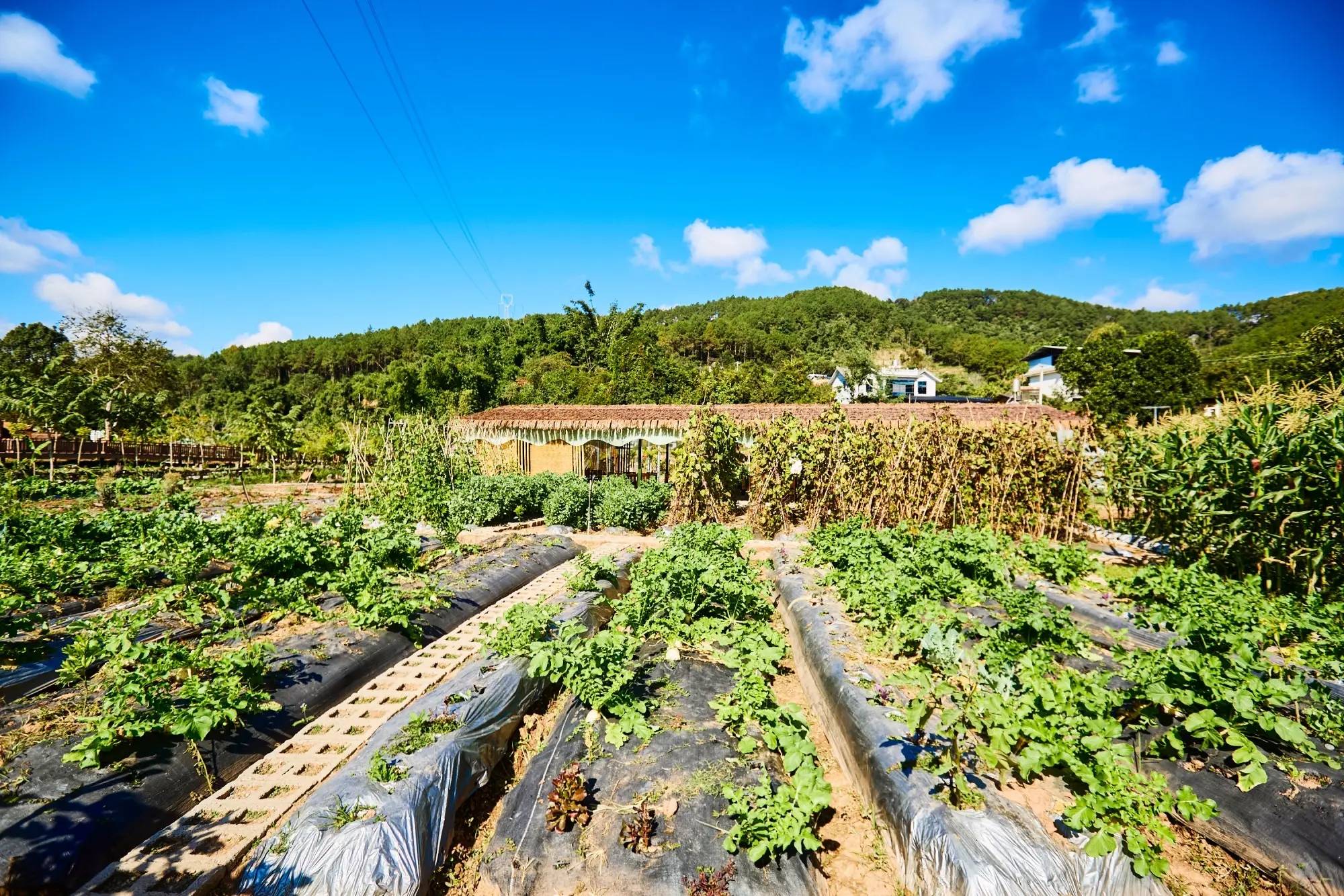 星村云南本土与现代技艺交融的咖啡文化生活不朽情缘平台登录入口普洱思茅南岛河村美丽(图3) 星村云南本土与现代技艺交融的咖啡文化生活不朽情缘平台登录入口普洱思茅南岛河村美丽(图3)